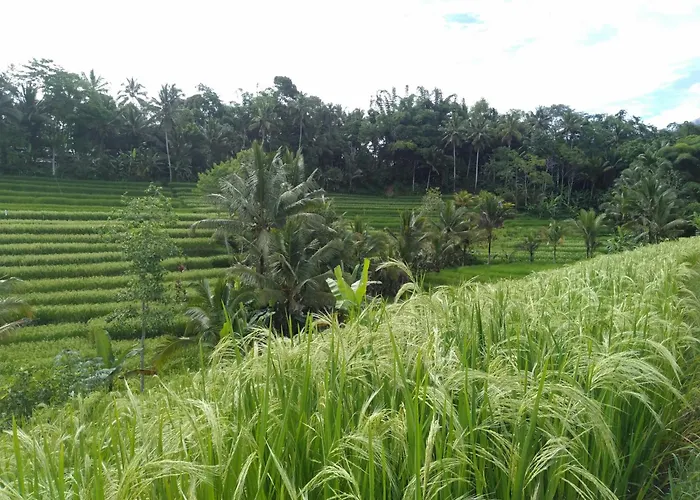 D\'Ume Bendoel Homestay