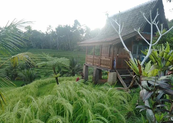 D\'Ume Bendoel Homestay