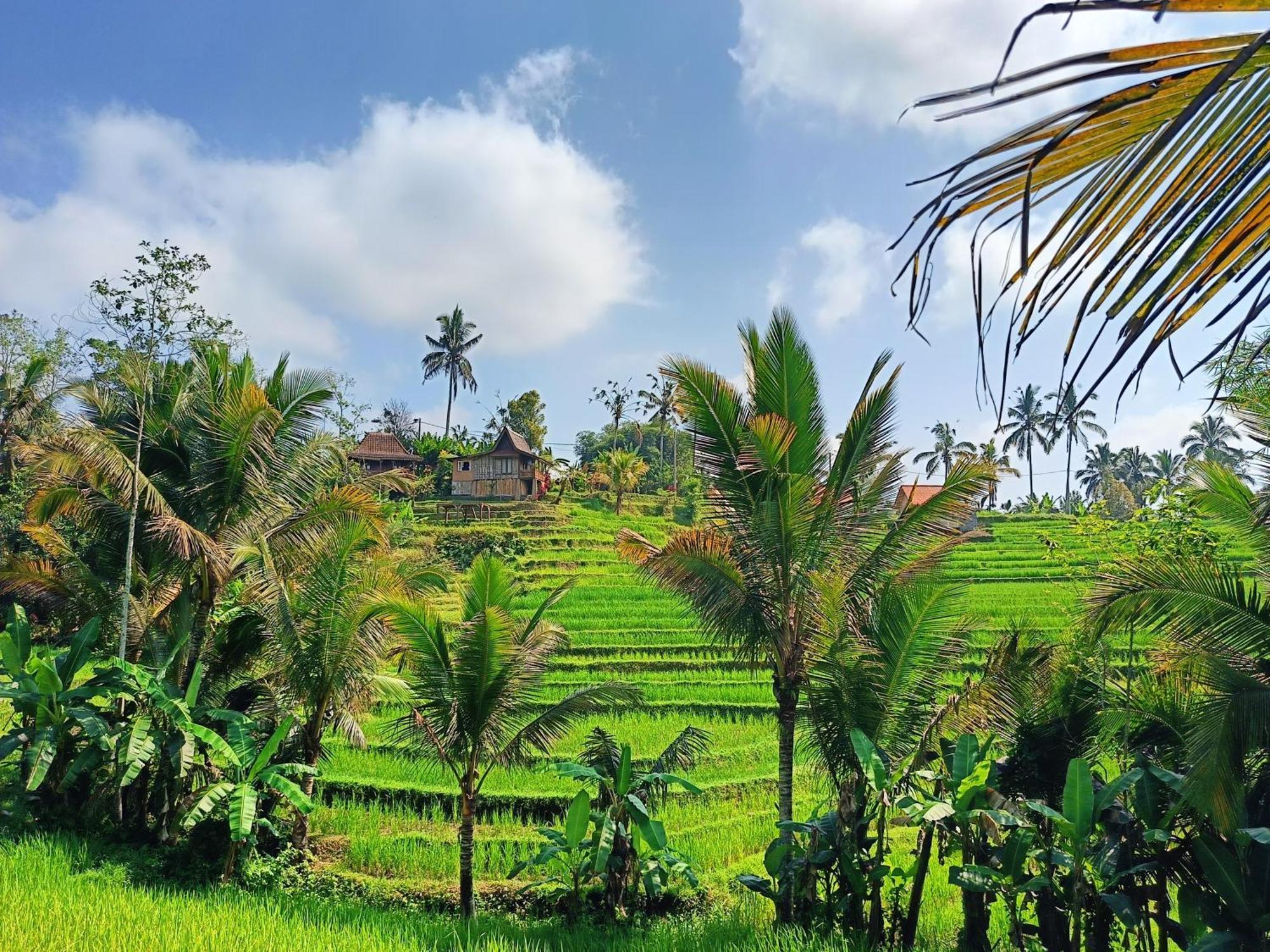 Homestay D'ume Bendoel
