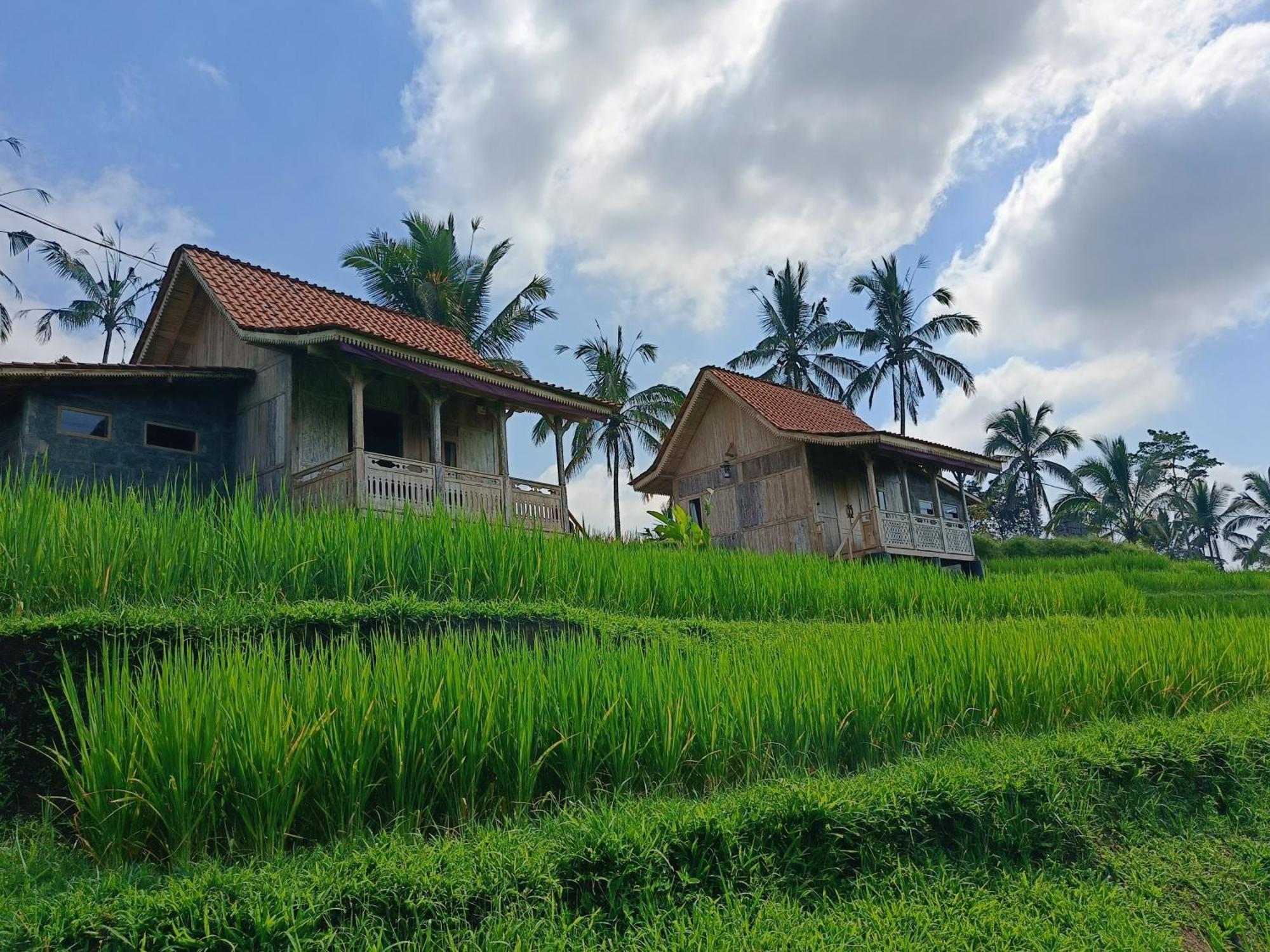 D'ume Bendoel Homestay Jatiluwih