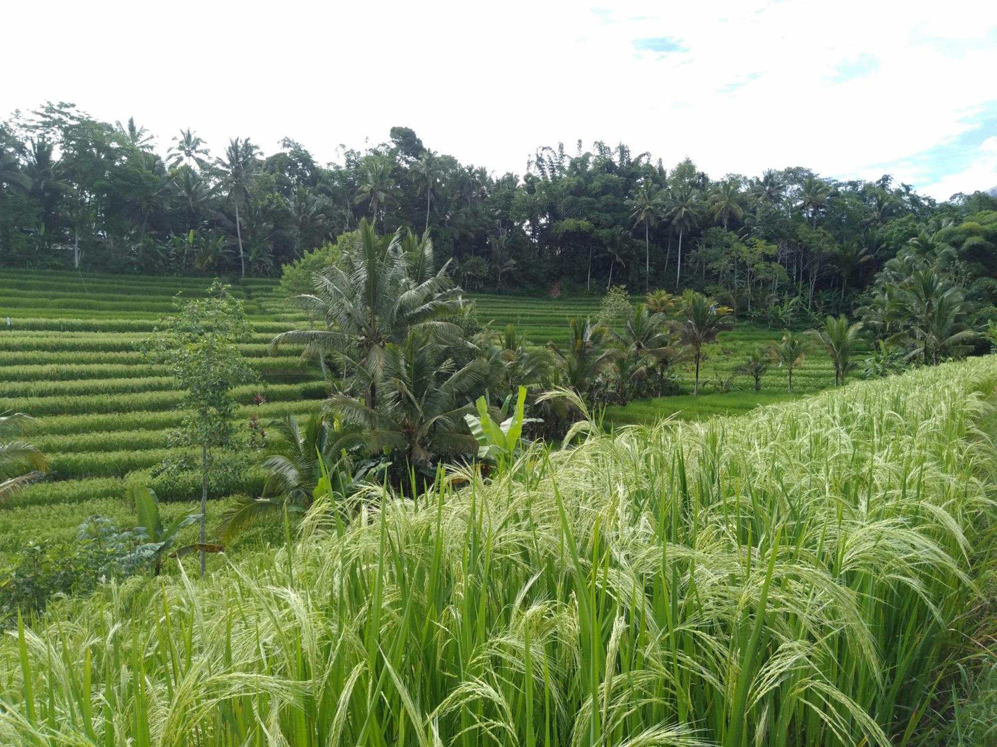 Homestay D'ume Bendoel *