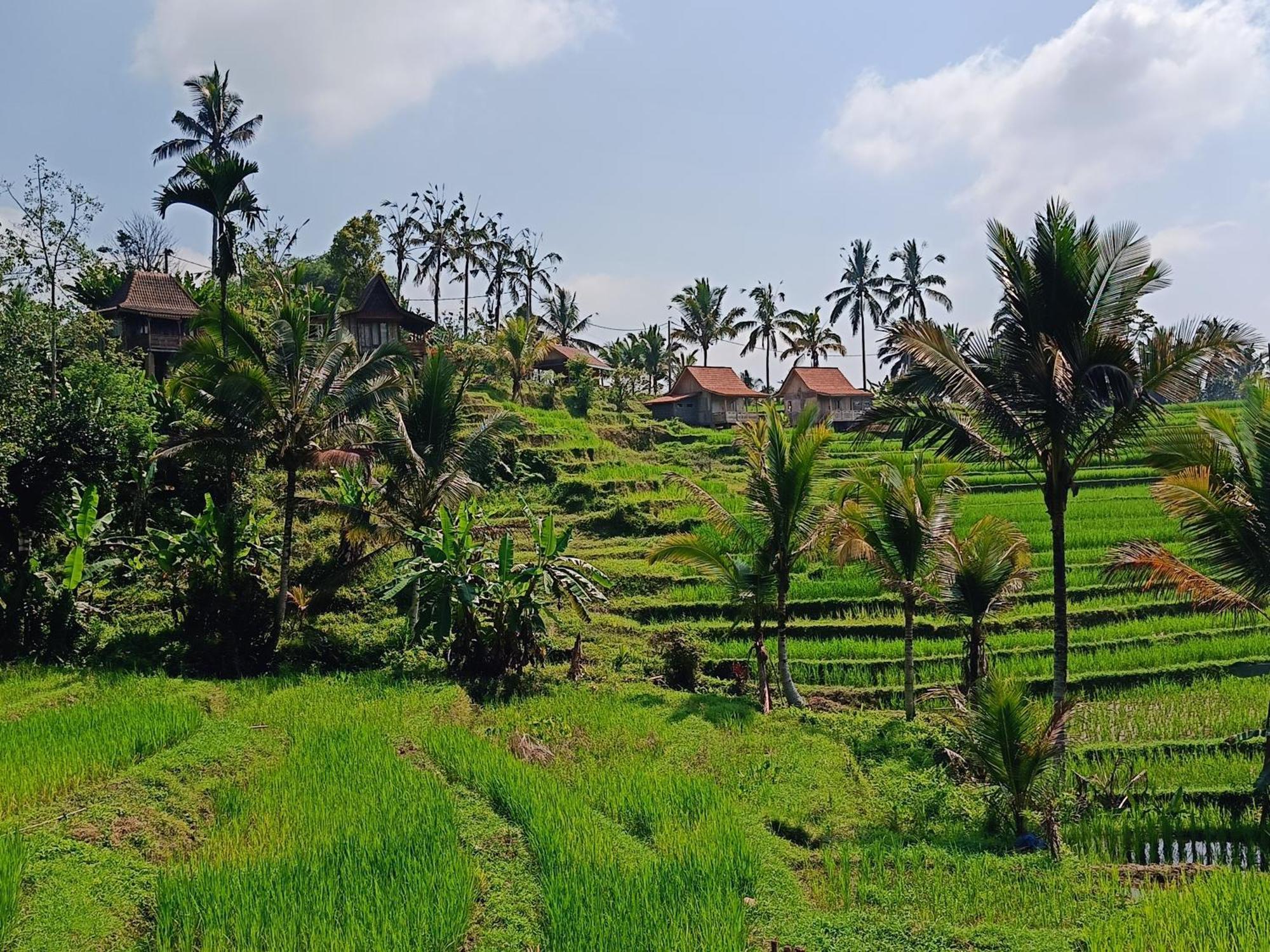 Homestay D'ume Bendoel Jatiluwih